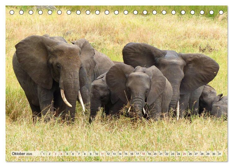 Produktbild: Tansania. Impressionen aus Ostafrika (Tischkalender 2026 DIN A5 quer), CALVENDO Monatskalender