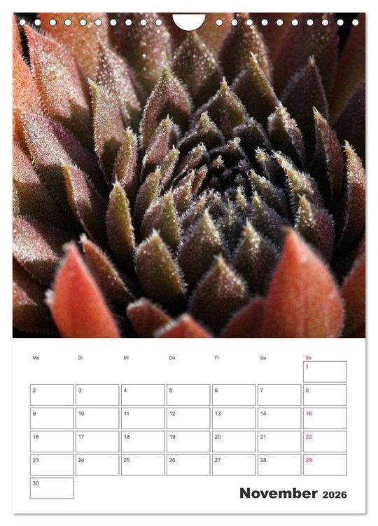Produktbild: Ich liebe Sempervivum (Wandkalender 2026 DIN A4 hoch), CALVENDO Monatskalender