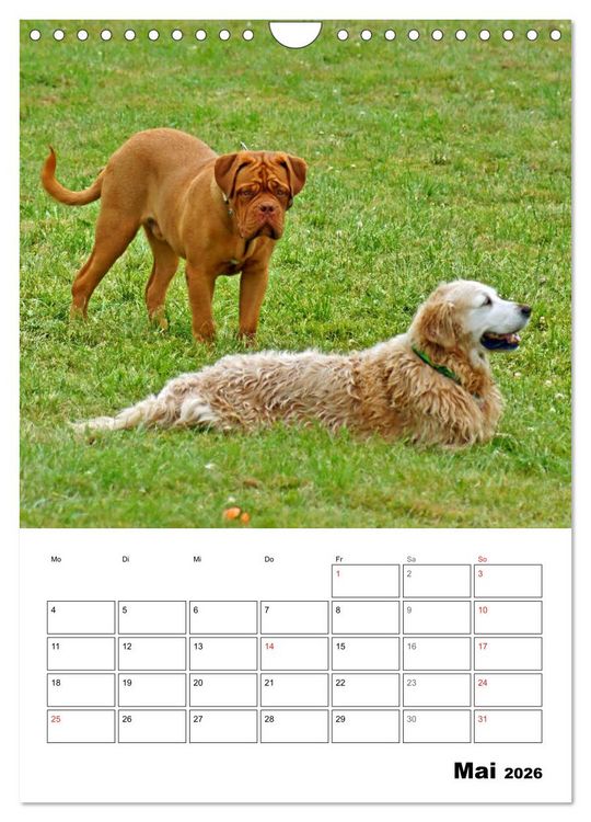 Produktbild: Hunde Freunde (Wandkalender 2026 DIN A4 hoch), CALVENDO Monatskalender