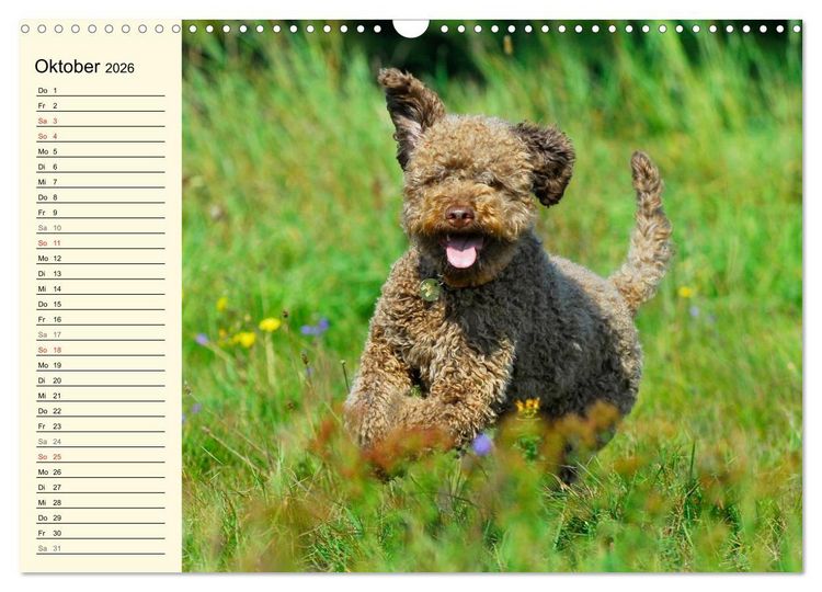 Produktbild: Lagotto Romagnolo - Italienischer Tr&uuml;ffelhund (Wandkalender 2026 DIN A3 quer), CALVENDO Monatskalender
