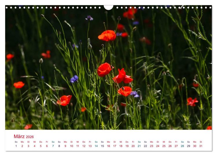 Produktbild: Mohnblumen (Wandkalender 2026 DIN A3 quer), CALVENDO Monatskalender