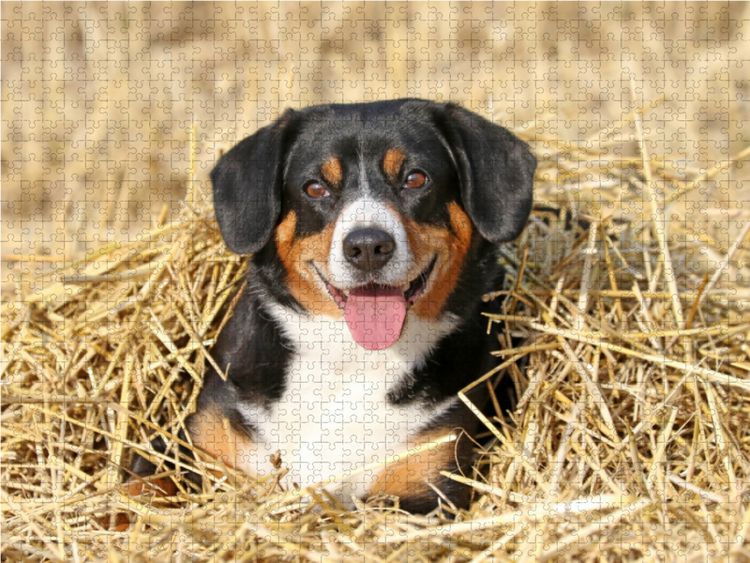 Produktbild: CALVENDO Puzzle Spa&szlig; im Stroh 1000 Teile Lege-Gr&ouml;&szlig;e 64 x 48 cm Foto-Puzzle Bild von SchnelleWelten