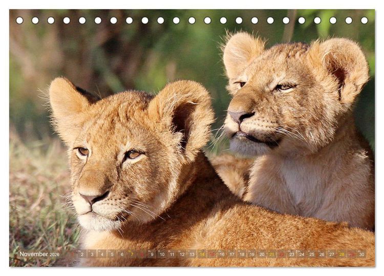 Produktbild: L&ouml;wen und Leoparden - Begegnungen in Afrika (Tischkalender 2026 DIN A5 quer), CALVENDO Monatskalender