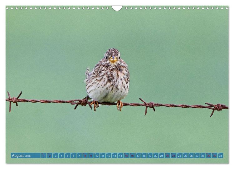 Produktbild: V&ouml;gel der Algarve (Wandkalender 2026 DIN A3 quer), CALVENDO Monatskalender