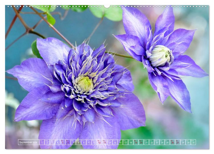 Produktbild: Blooming beauties (High Quality Premium Wall Calendar 2026 DIN A2 landscape),CALVENDO 12 Month Wall Calendar