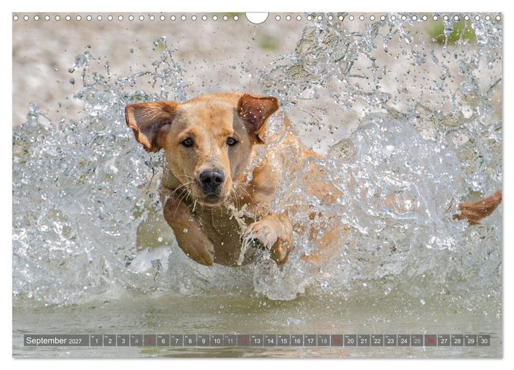Produktbild: Labradore im Wasser (Wandkalender 2027 DIN A3 quer), CALVENDO Monatskalender