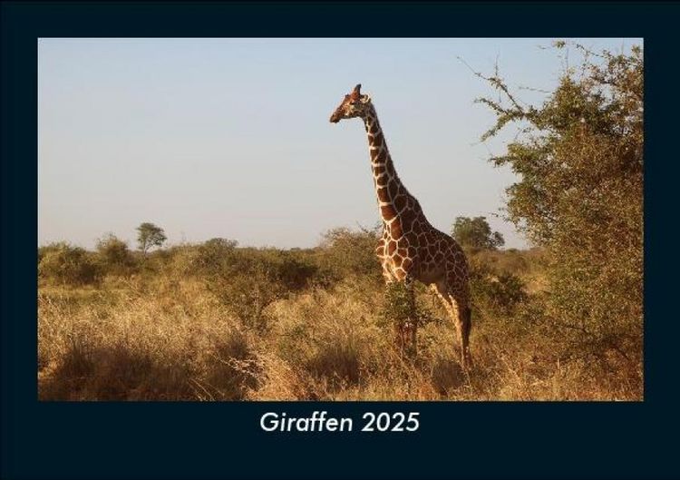 Produktbild: Giraffen 2025 Fotokalender DIN A5