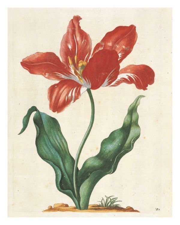 Produktbild: Maria Sibylla Merian: The New Book of Flowers/Neues Blumenbuch