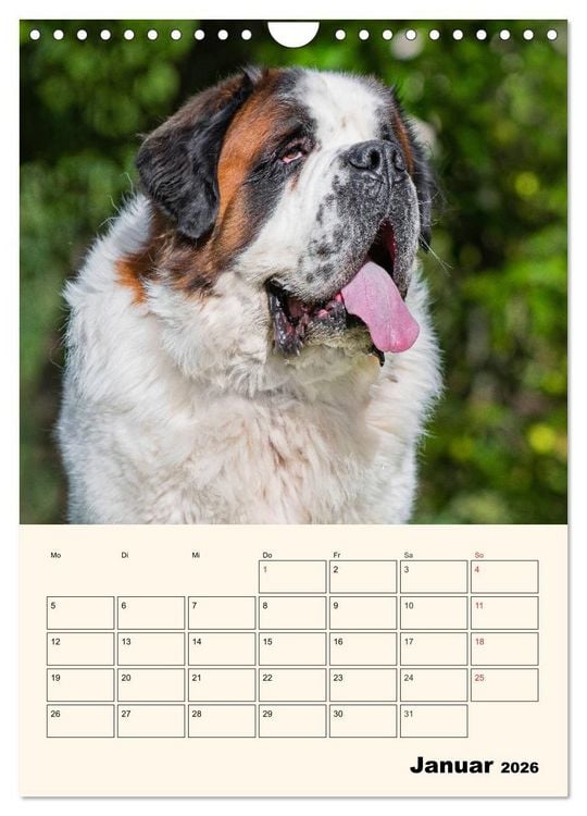 Produktbild: Bernhardiner - Mit dem St. Bernhardshund durch das Jahr (Wandkalender 2026 DIN A4 hoch), CALVENDO Monatskalender