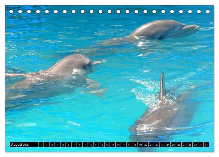 Produktbild: Delfine - L&auml;chelnde Intelligenz (Tischkalender 2026 DIN A5 quer), CALVENDO Monatskalender