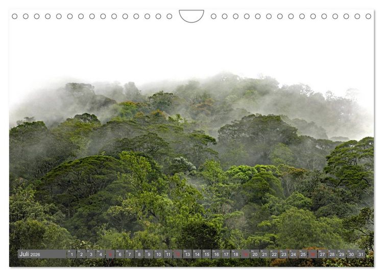 Produktbild: Im Regenwald von Borneo (Wandkalender 2026 DIN A4 quer), CALVENDO Monatskalender