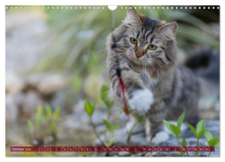Produktbild: Maui und Molokai - Sibirische Katzenschwestern (Wandkalender 2026 DIN A3 quer), CALVENDO Monatskalender