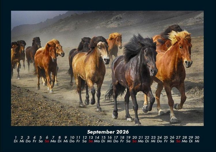 Produktbild: Pferdegefl&uuml;ster 2026 Fotokalender DIN A4