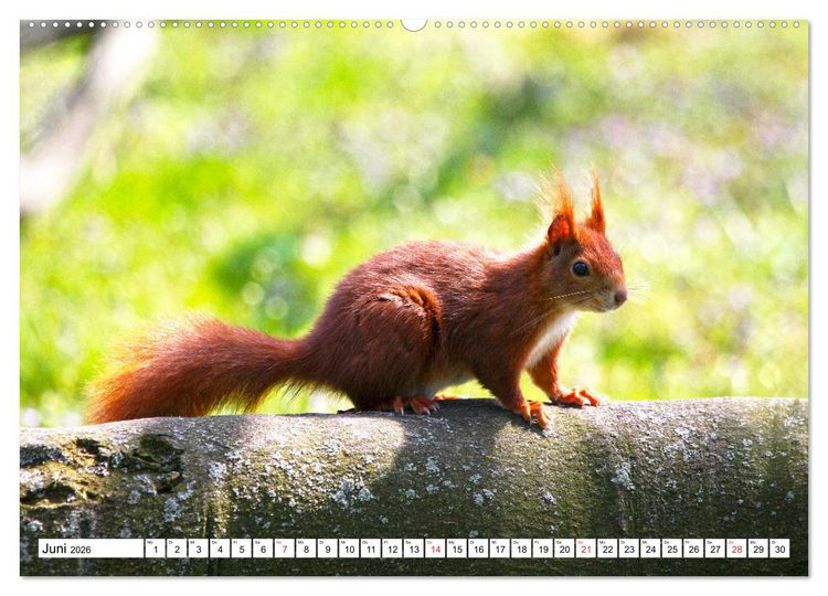 Produktbild: Eichh&ouml;rnchen in freier Natur (hochwertiger Premium Wandkalender 2026 DIN A2 quer), Kunstdruck in Hochglanz