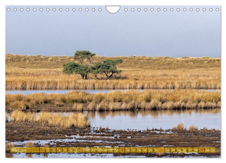 Produktbild: Dar&szlig;-Zingst Naturimpressionen (Wandkalender 2026 DIN A4 quer), CALVENDO Monatskalender