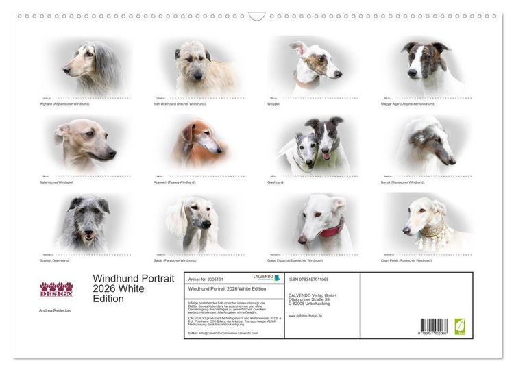 Produktbild: Windhund Portrait 2026 White Edition (Wandkalender 2026 DIN A2 quer), CALVENDO Monatskalender