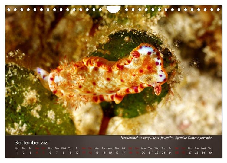 Produktbild: Nudibranchs on the ocean floor (Wall Calendar 2027 DIN A4 landscape), CALVENDO 12 Month Wall Calendar