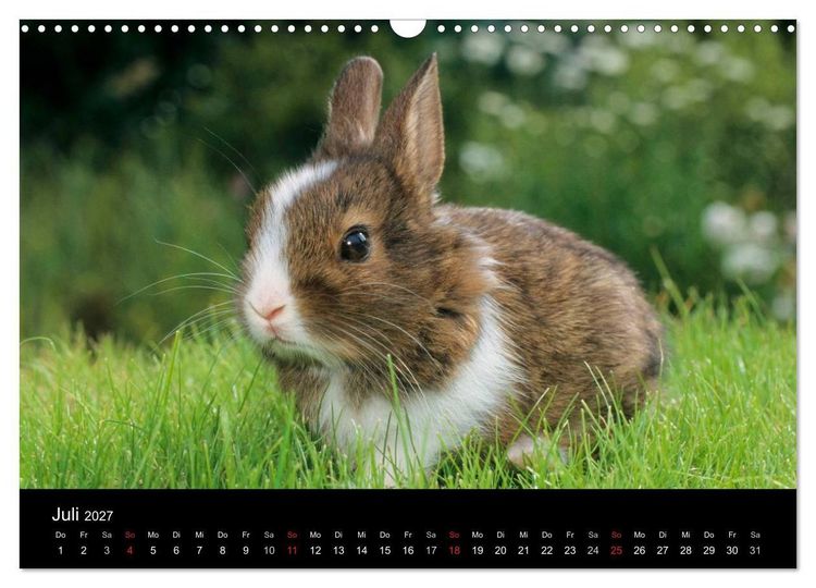 Produktbild: Zwergkaninchen (Wandkalender 2027 DIN A3 quer), CALVENDO Monatskalender
