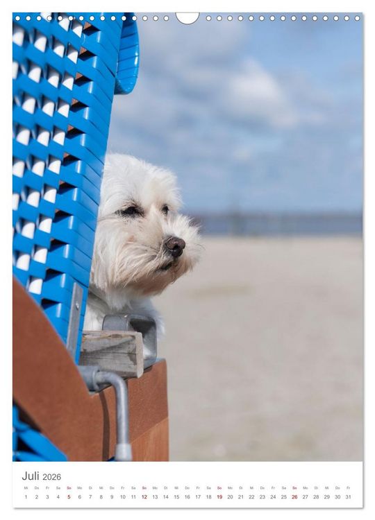 Produktbild: Maltipoo - Malteser - Pudel 2026 (Wandkalender 2026 DIN A3 hoch), CALVENDO Monatskalender