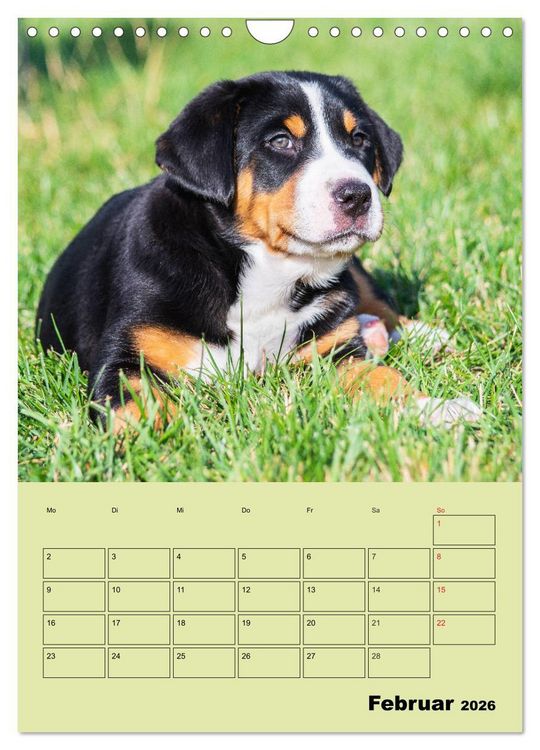Produktbild: Familienplaner Gro&szlig;er Schweizer Sennenhund (Wandkalender 2026 DIN A4 hoch), CALVENDO Monatskalender