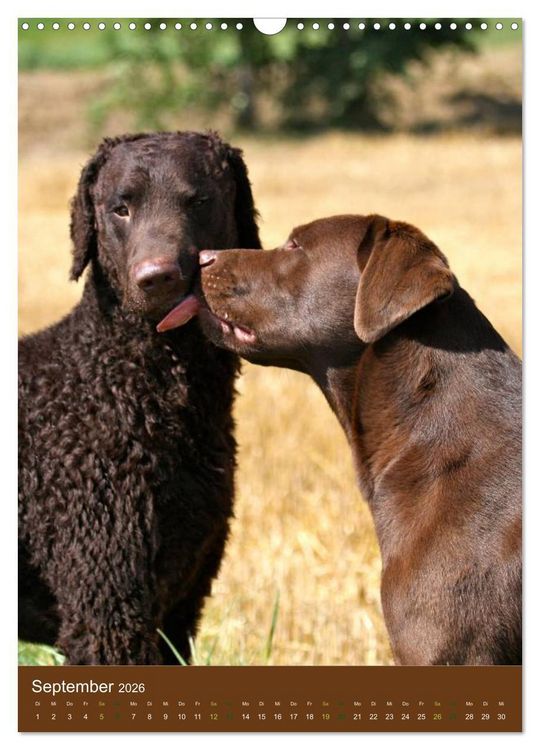 Produktbild: Curly Coated Retriever 2026 (Wandkalender 2026 DIN A3 hoch), CALVENDO Monatskalender