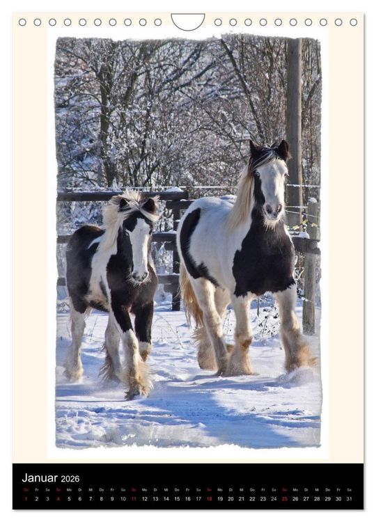 Produktbild: Gypsy's (Wandkalender 2026 DIN A4 hoch), CALVENDO Monatskalender