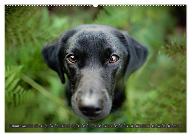 Produktbild: bunte Tierfotografie an Land und im Wasser (hochwertiger Premium Wandkalender 2026 DIN A2 quer), Kunstdruck in Hochglanz