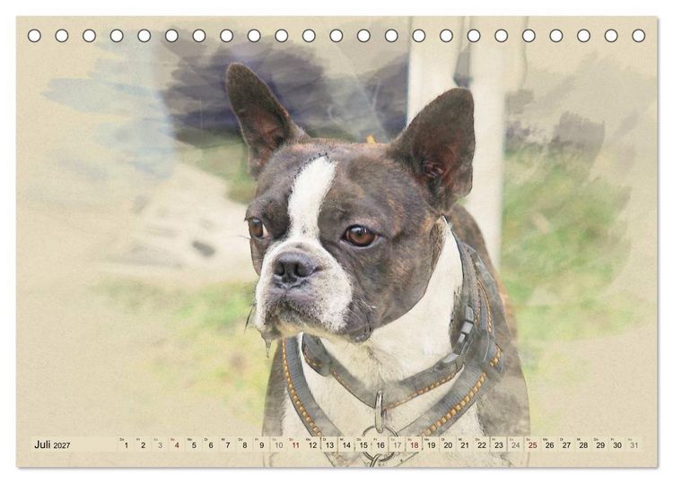 Produktbild: Franz&ouml;sische Bulldoggen (Tischkalender 2027 DIN A5 quer), CALVENDO Monatskalender