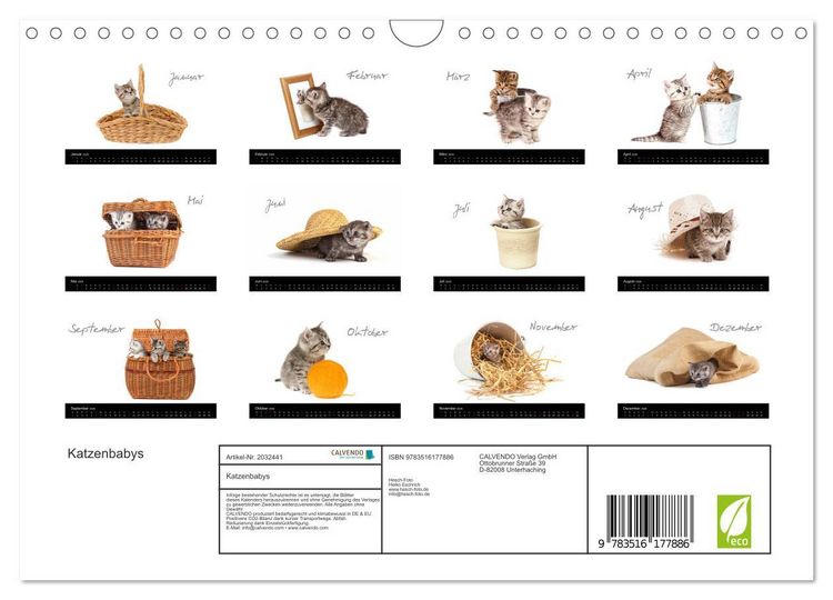 Produktbild: Katzenbabys (Wandkalender 2026 DIN A4 quer), CALVENDO Monatskalender