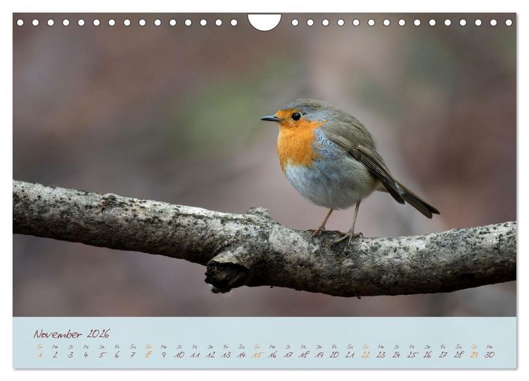 Produktbild: Sch&ouml;nheiten des Waldes (Wandkalender 2026 DIN A4 quer), CALVENDO Monatskalender