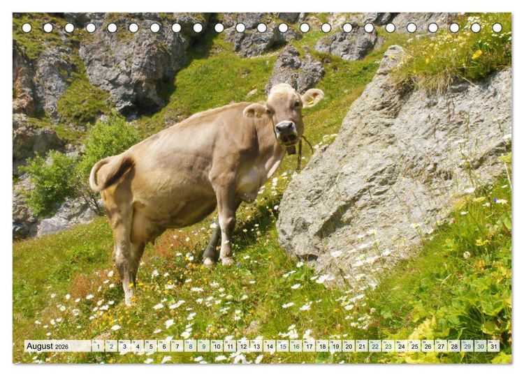 Produktbild: K&uuml;he im Einklang mit der Natur (Tischkalender 2026 DIN A5 quer), CALVENDO Monatskalender
