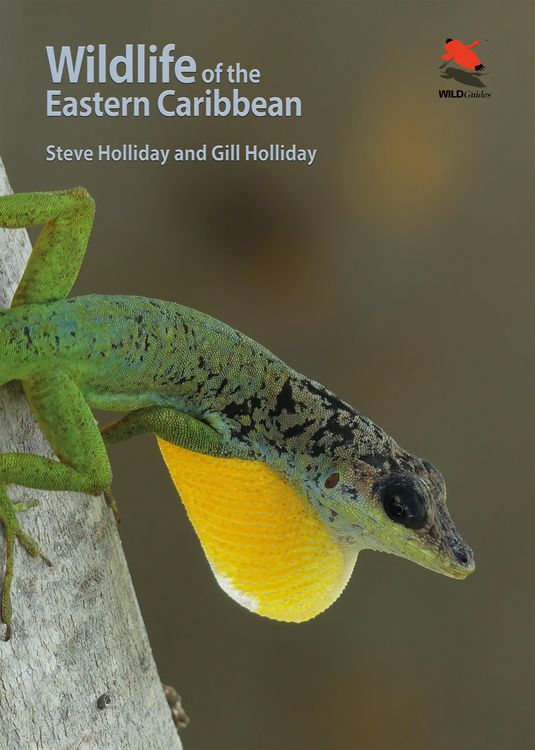 Produktbild: Wildlife of the Eastern Caribbean