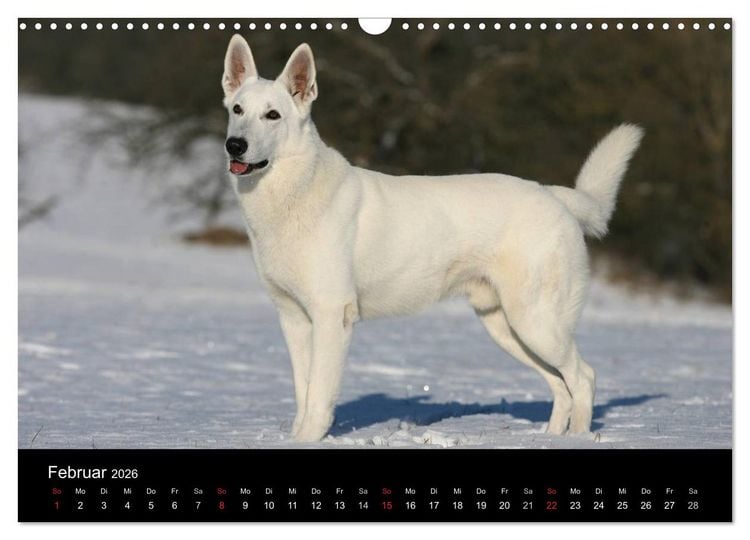 Produktbild: Mit dem Deutschen Sch&auml;ferhund durch's Jahr (Wandkalender 2026 DIN A3 quer), CALVENDO Monatskalender