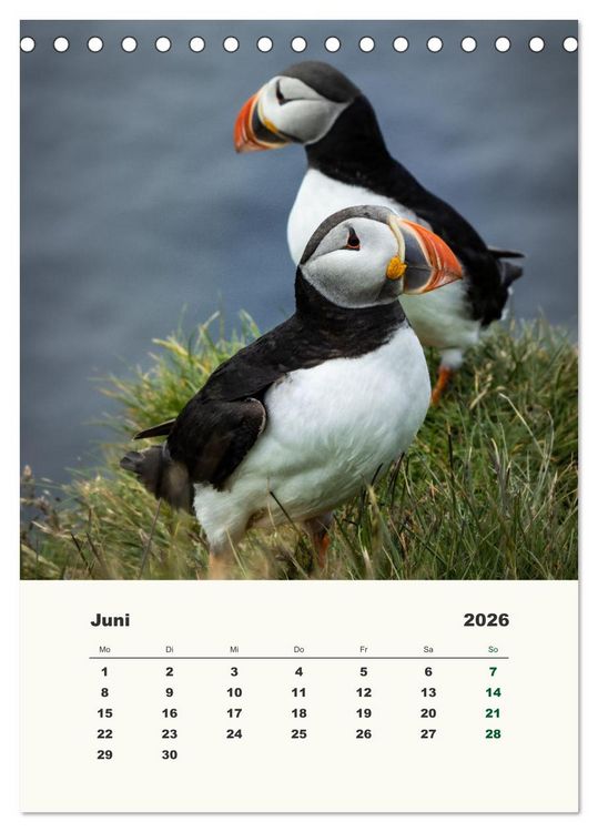 Produktbild: Papageientaucher in Island (Tischkalender 2026 DIN A5 hoch), CALVENDO Monatskalender