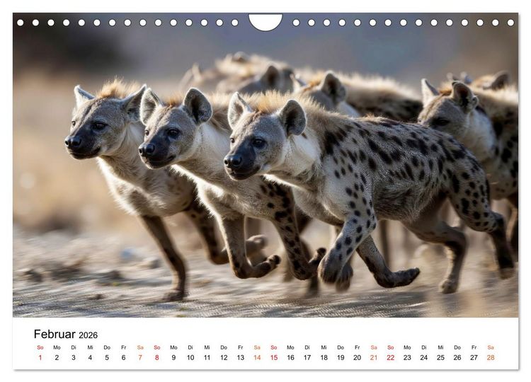 Produktbild: Hy&auml;nen - Afrikas geheimnisvolle J&auml;ger (Wandkalender 2026 DIN A4 quer), CALVENDO Monatskalender