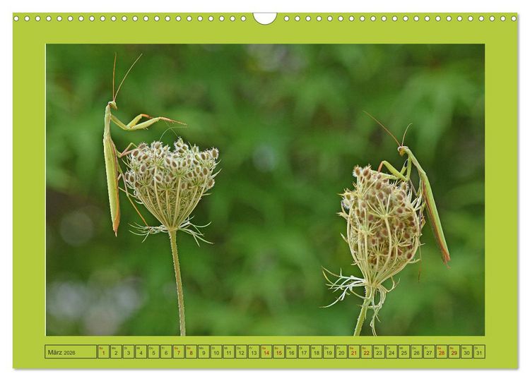 Produktbild: Die Gottesanbeterin Mantis Religiosa (Wandkalender 2026 DIN A3 quer), CALVENDO Monatskalender