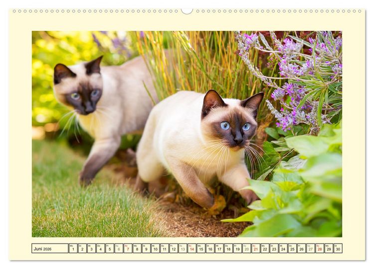 Produktbild: Edle Siamkatzen. Anmut und Charakter im Spiel mit der Natur (Wandkalender 2026 DIN A2 quer), CALVENDO Monatskalender