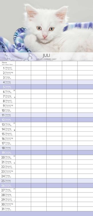 Kätzchen 2026 Familienplaner - Familienkalender - Wandkalender - 19,5x45