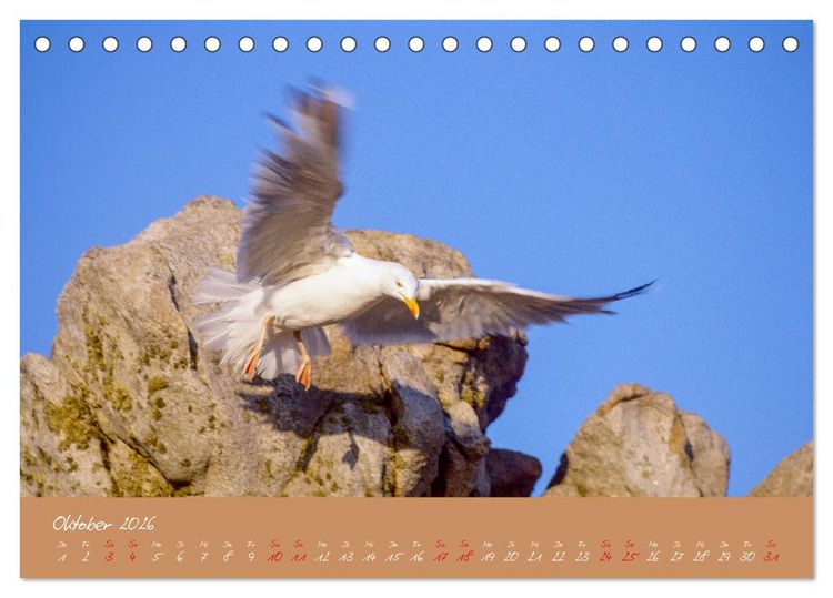 Produktbild: M&ouml;wen die Begleiter an Meer und See (Tischkalender 2026 DIN A5 quer), CALVENDO Monatskalender