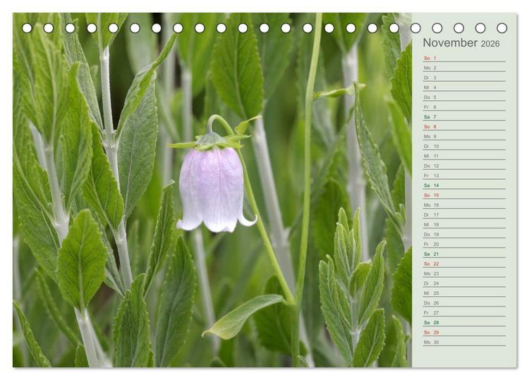 Produktbild: Liebenswerte Gl&ouml;ckchen (Tischkalender 2026 DIN A5 quer), CALVENDO Monatskalender