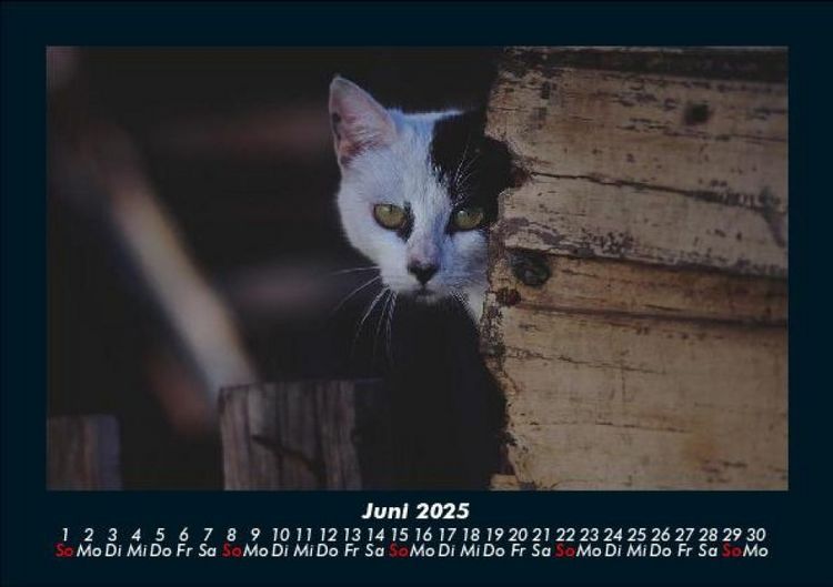 Produktbild: F&uuml;r Katzenfreunde 2025 Fotokalender DIN A5
