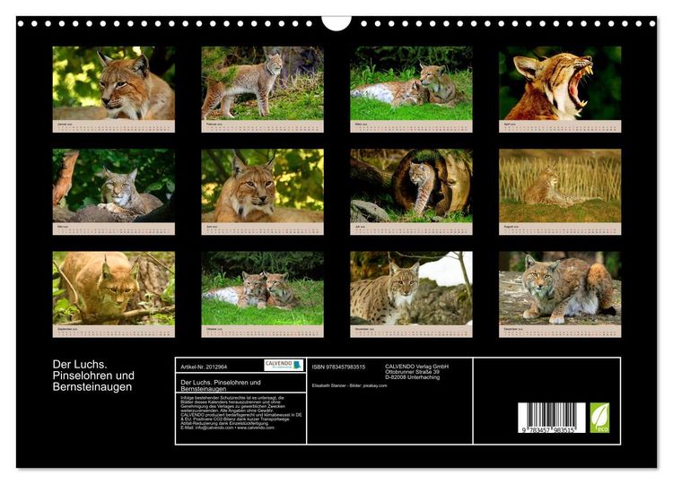 Produktbild: Der Luchs. Pinselohren und Bernsteinaugen (Wandkalender 2026 DIN A3 quer), CALVENDO Monatskalender