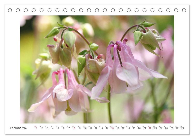 Produktbild: Akeleien im Garten (Tischkalender 2026 DIN A5 quer), CALVENDO Monatskalender