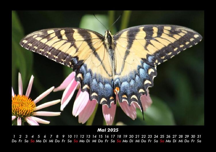Produktbild: Bunte Pracht der Schmetterlinge 2025 Fotokalender DIN A3