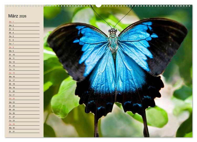 Produktbild: Regenwald. Tiere im Dschungel (hochwertiger Premium Wandkalender 2026 DIN A2 quer), Kunstdruck in Hochglanz