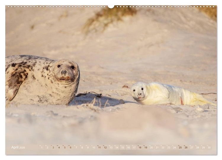 Produktbild: Helgoland - Das Leben auf der D&uuml;ne Helgolands (Wandkalender 2026 DIN A2 quer), CALVENDO Monatskalender