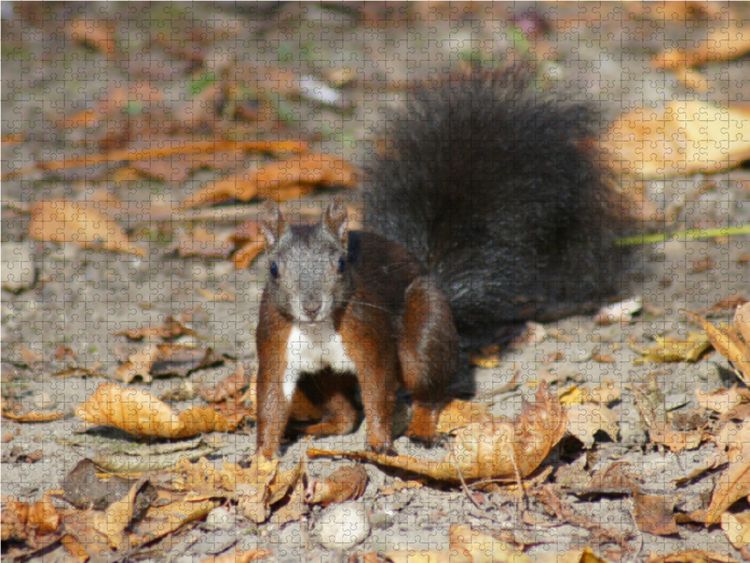 Produktbild: CALVENDO Puzzle Braunes Eichh&ouml;rnchen Baby im Herbst 1000 Teile Lege-Gr&ouml;&szlig;e 64 x 48 cm Foto-Puzzle Bild von Kattobello