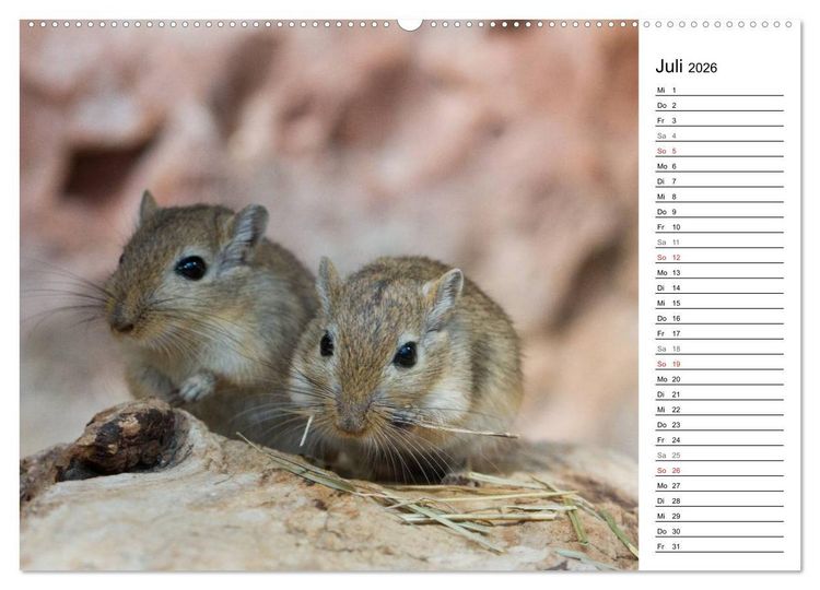 Produktbild: Mausebande (hochwertiger Premium Wandkalender 2026 DIN A2 quer), Kunstdruck in Hochglanz