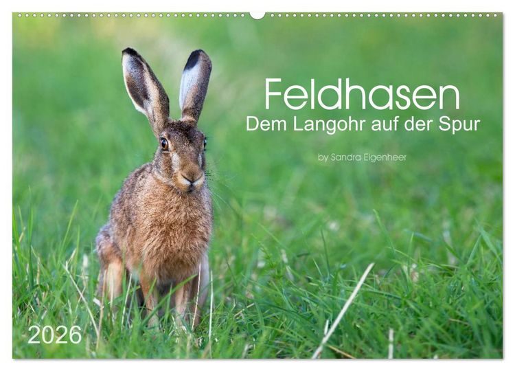 Produktbild: Feldhasen - dem Langohr auf der Spur (Wandkalender 2026 DIN A2 quer), CALVENDO Monatskalender