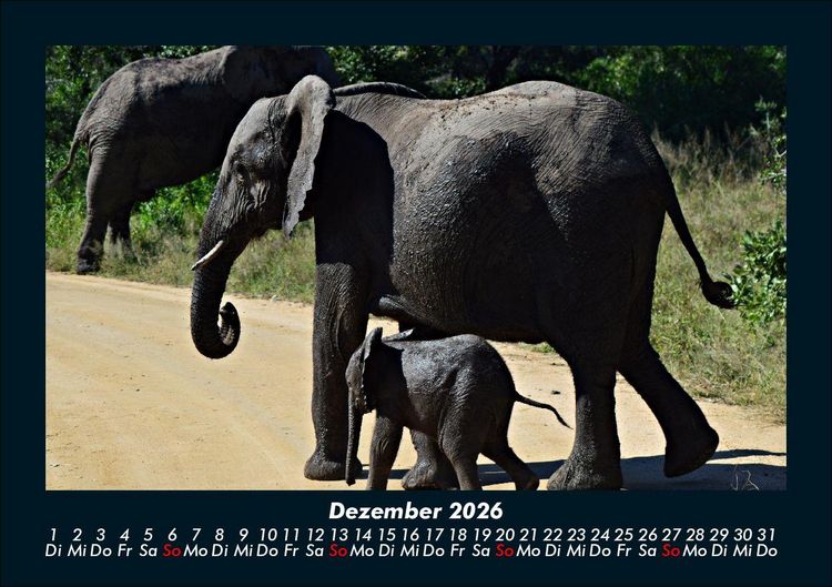 Produktbild: Der Elefantenkalender 2026 Fotokalender DIN A5
